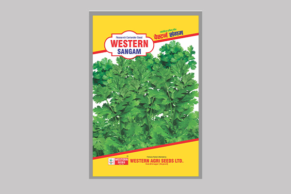 WESTERN SANGAM ( Coriander )