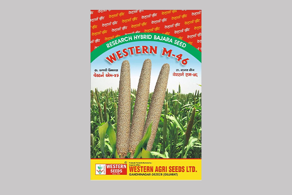 - Long spike, medium size, semi spiny capsull. 

- Resistant to Wilt & Root rot diseases. 

- Average Spikes per plant 20 to 22.  Read More...