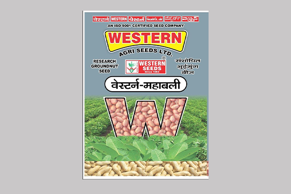 - Semi spreading. 

- Recommended for Groundnut (For Gujarat State) 

- Dark green foliage with broad leaves. 

- Higher fodder yield.

- Medium plant height plant. Read More...