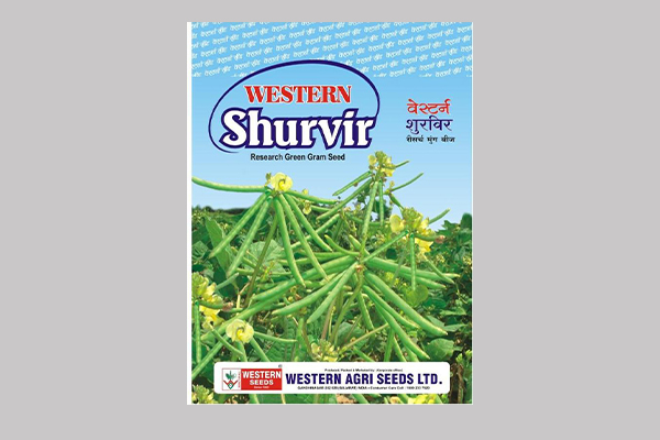 - Semi spreading. 
- Recommended for Moong (For Gujarat State) 
- Dark green foliage with broad leaves. 
- Higher fodder yield.
- Medium plant height plant.

Read More...