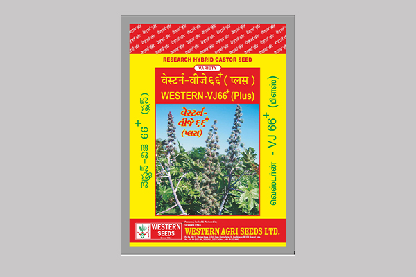 - Double bloom, Mahogany stem colour hybrid.

- Long spike, medium size, semi spiny capsull. 

- Resistant to Wilt & Root rot diseases. 

- Average Spikes per plant 20 to 22.  Read More...